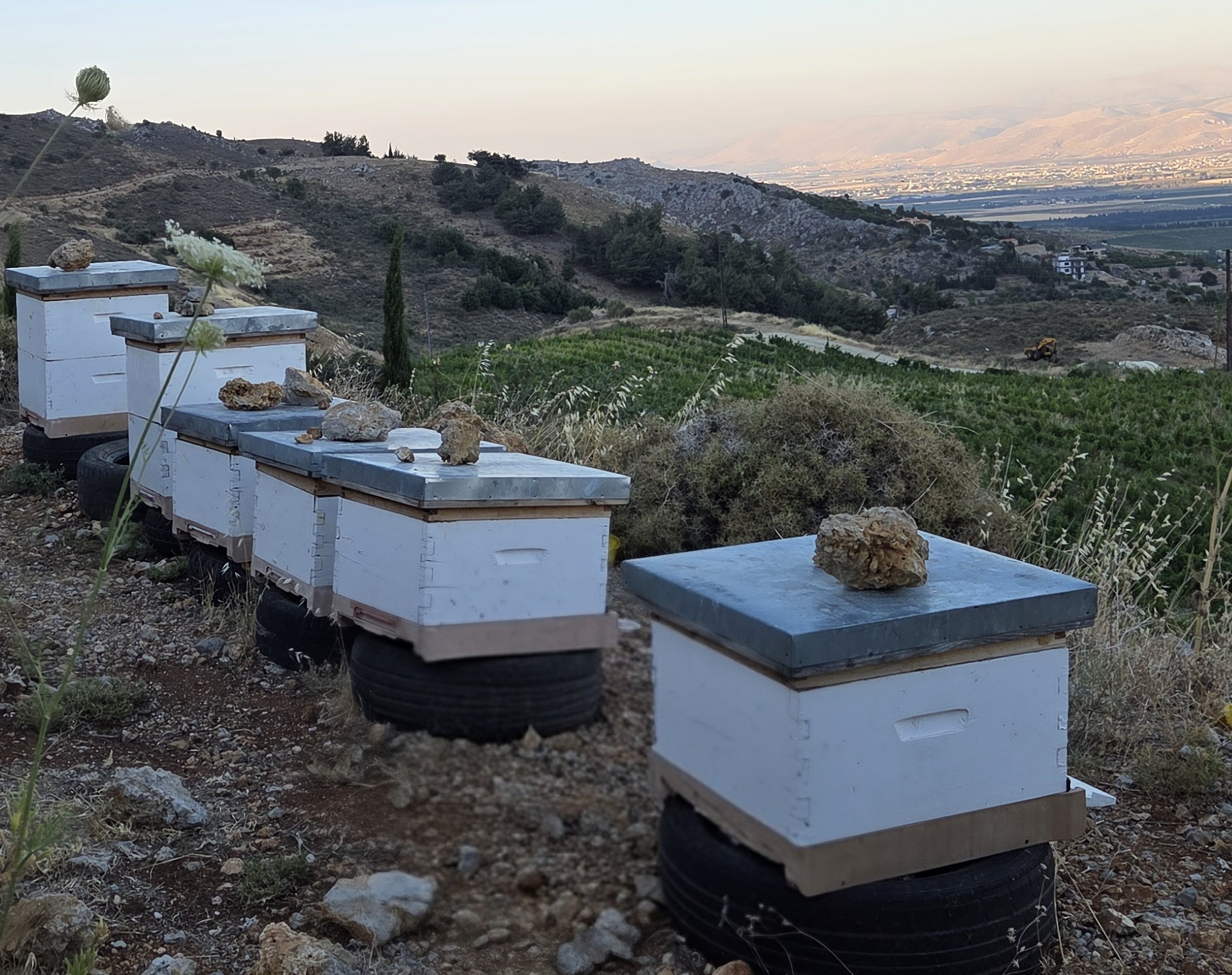 Bees Invest